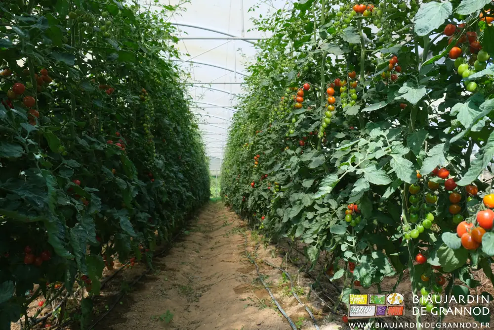 photo en perspective de rangs de tomate cerise sur sol biné