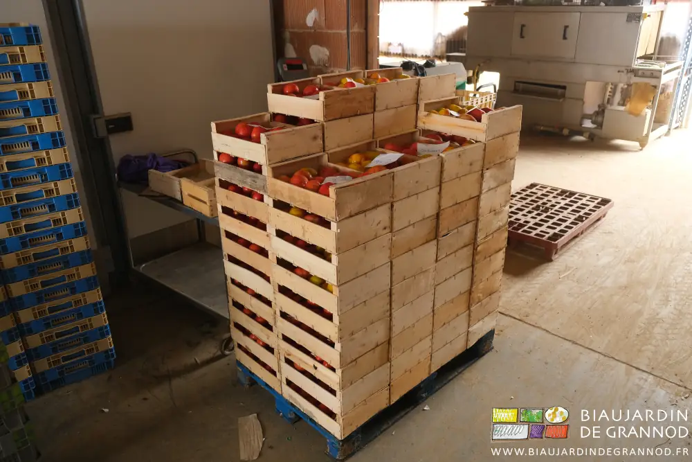 photo d'une palette de tomate rouge ou jaune en cagettes bois