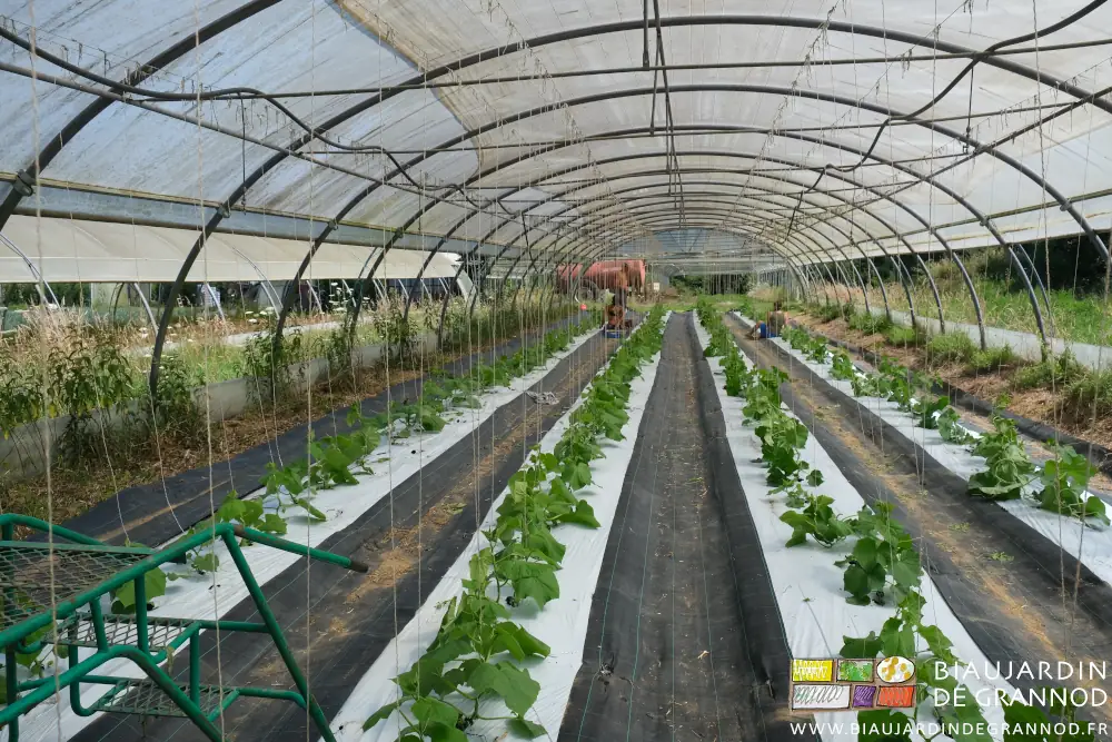 photo d'un tunnel de jeune concombre ramé sur ficelle biodégradable