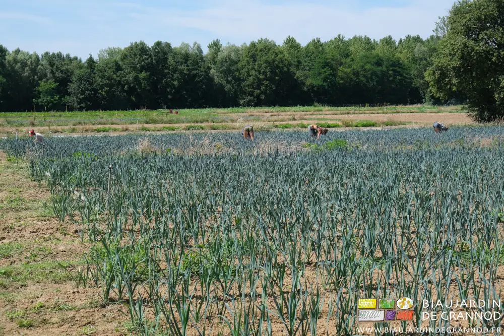Photo de trois biaux jardiniers penchés arrachant les adventices du carré de poireau