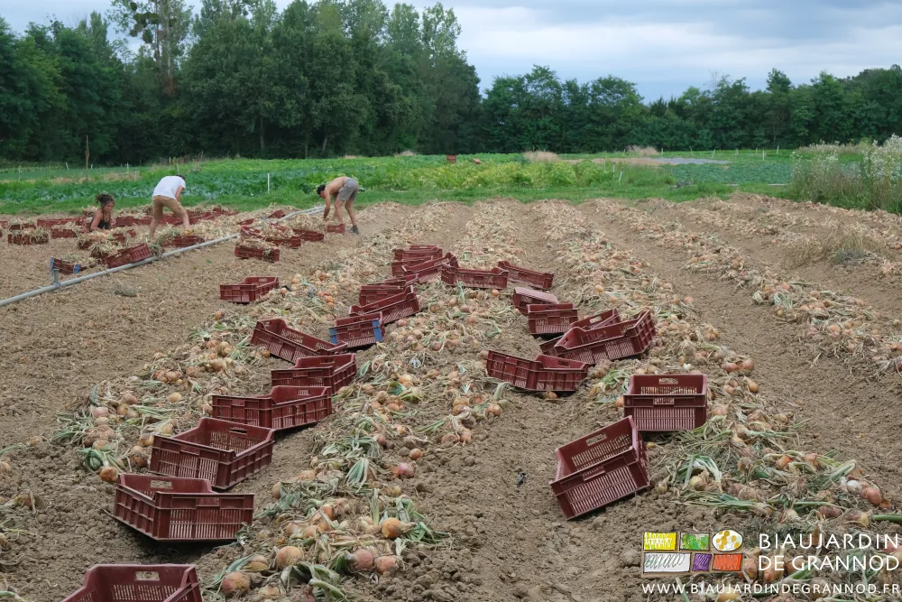 Photo des Biaux jardiniers courbés au sol et manipulant les oignons à la main