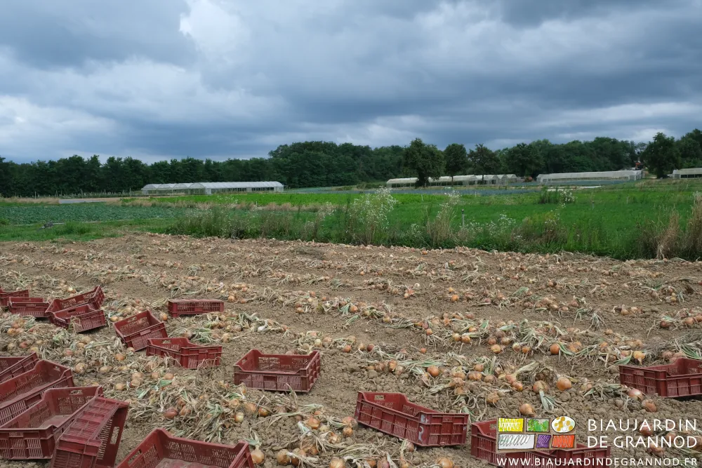Photo de cagettes plastique réparties dans plusieurs planches d’oignon arraché