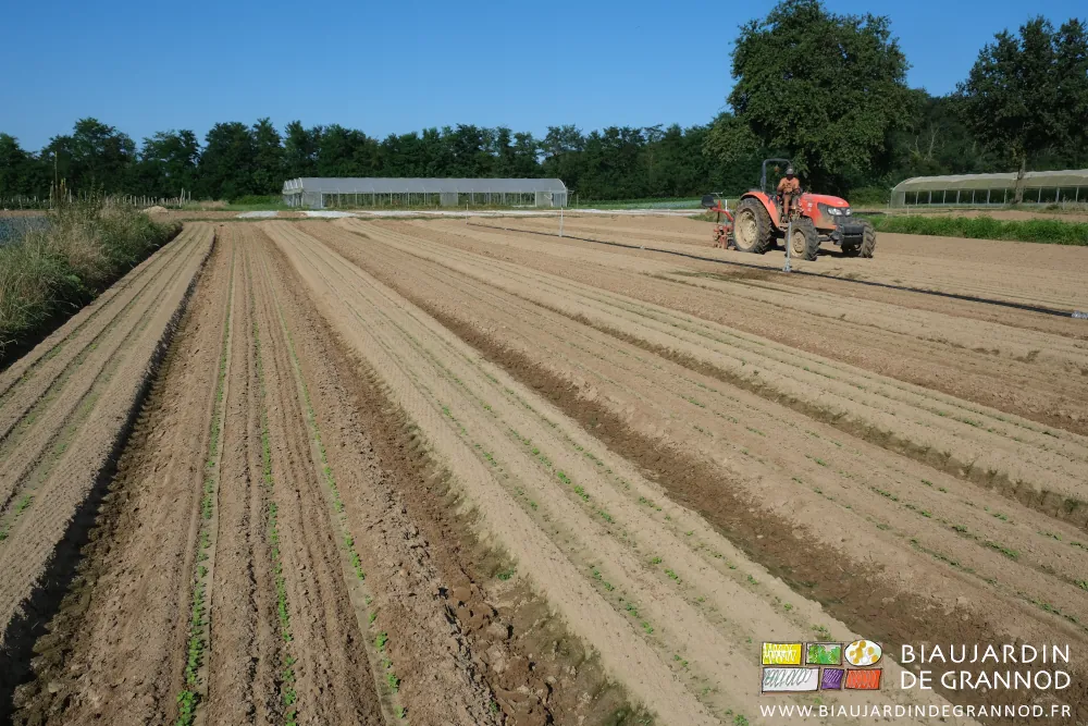 photo d'ensemble d'un carré de radis et navet en cours de binage