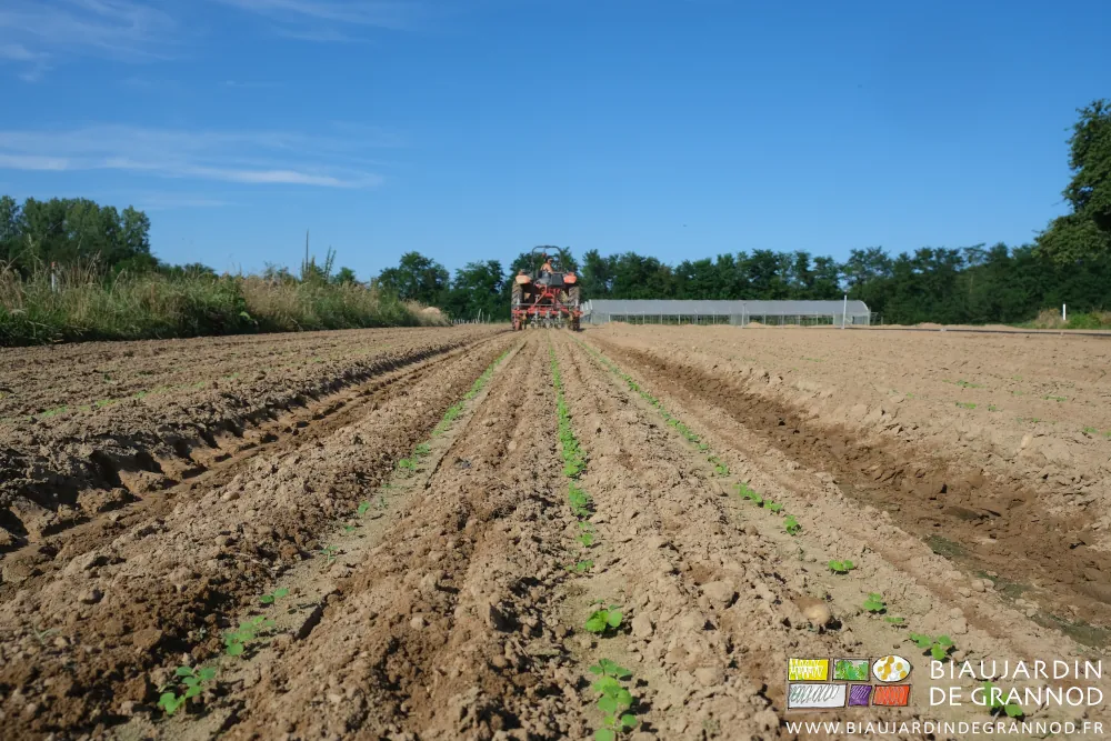 photo en perspective de la planche après passage de la bineuse de préciion