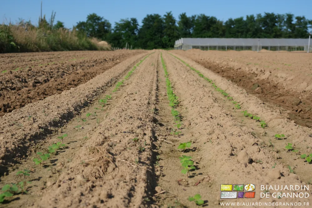 photo en perspective d'une planche avec les adventices entre rangs de navet radis