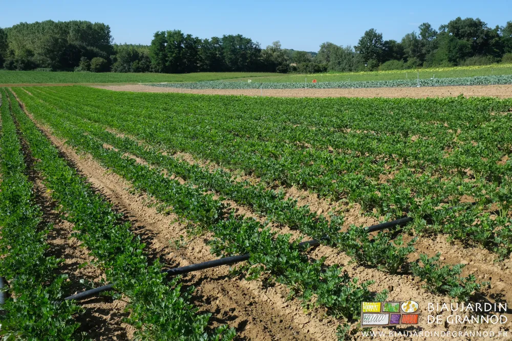 photo du carré de céleri sur fond de bocage bien vert