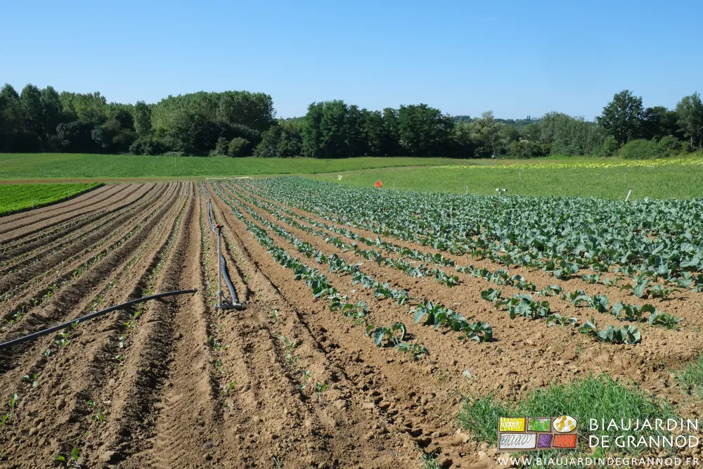 photo d'un carré de choux