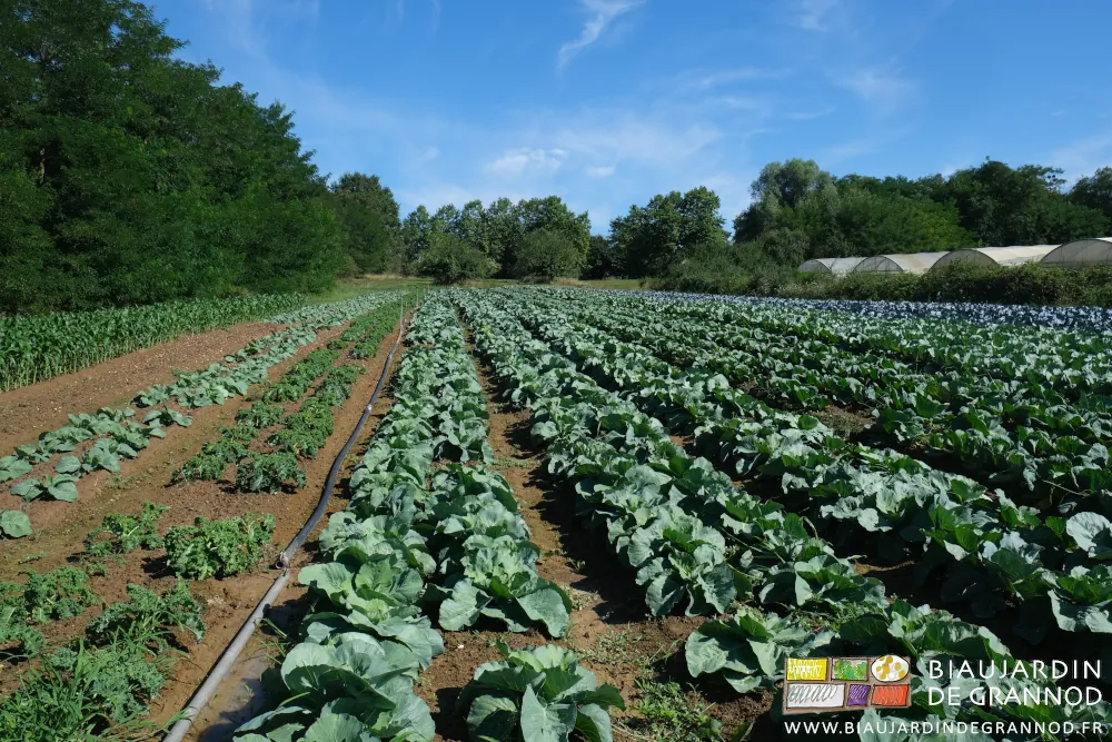 photo d'un carré de choux de toutes les couleurs