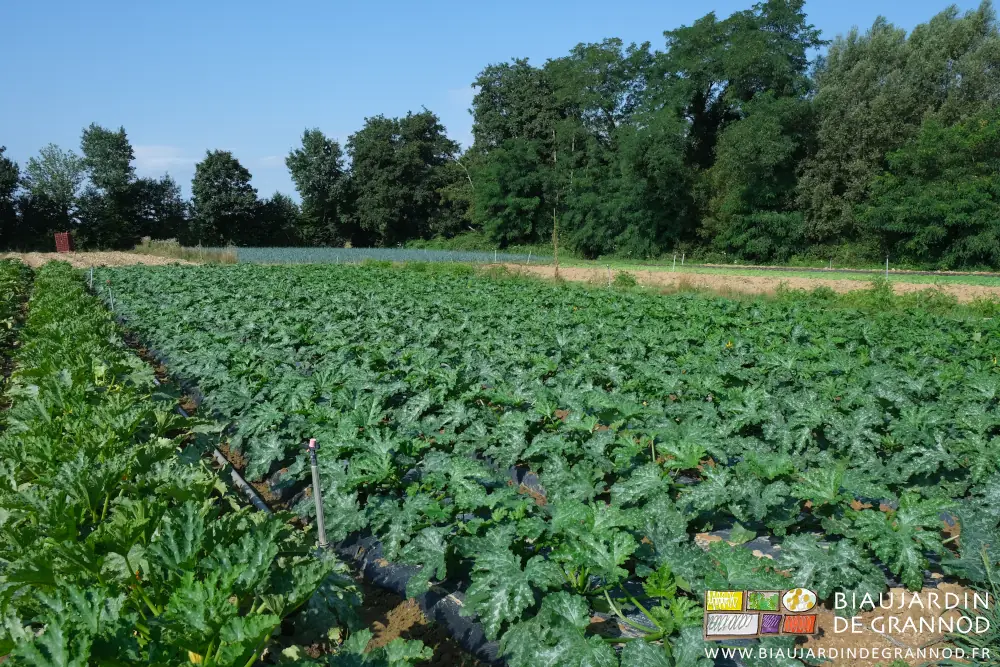 photo d'un carré de courgette sur fond de haute haie bocagère de feuillus