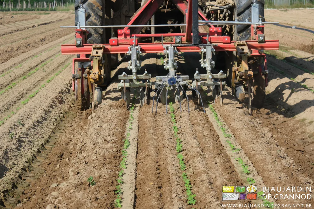 photo de la bineuse Duo au travail entre les rangs de jeunes plantules