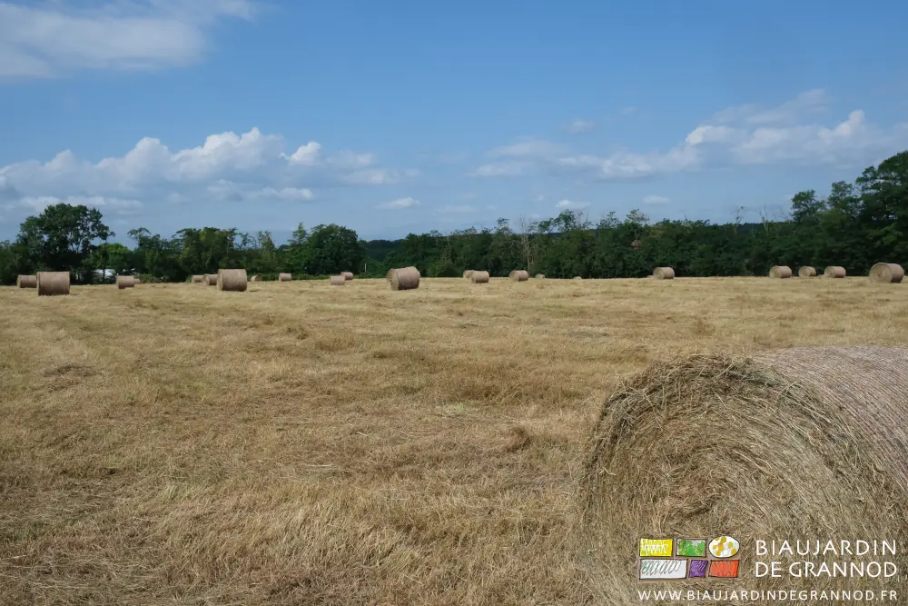 photo de bottes rondes dans un de nos prés entouré de haies de feuillus de pays en mélange