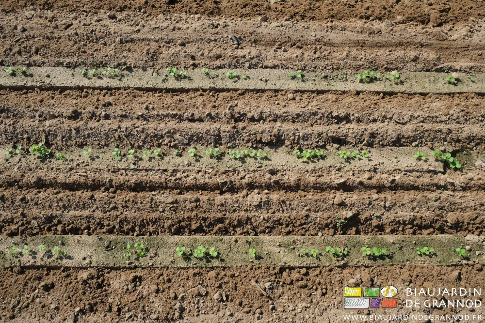 photo proche détaillant l'ameublissement de la terre entre les rangs