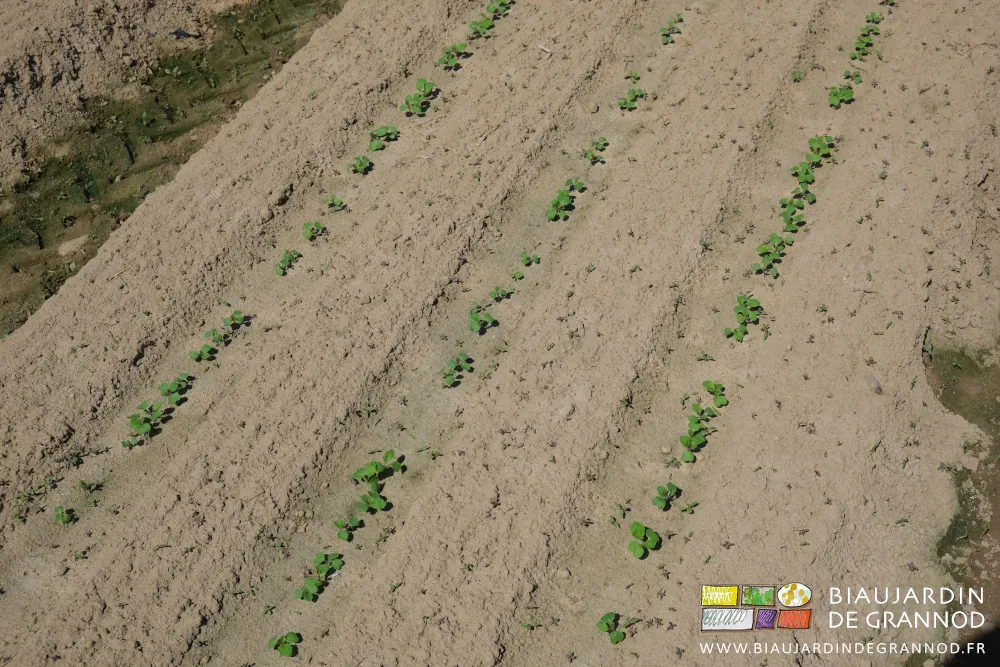 photo d'une planche semée avec les adventices qui sortent