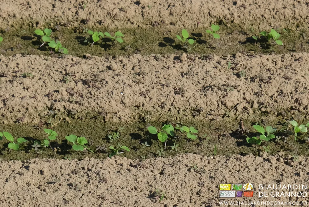 photo proche des cotylédons très foncé du pourpier antre les rangs de radis bien vert franc
