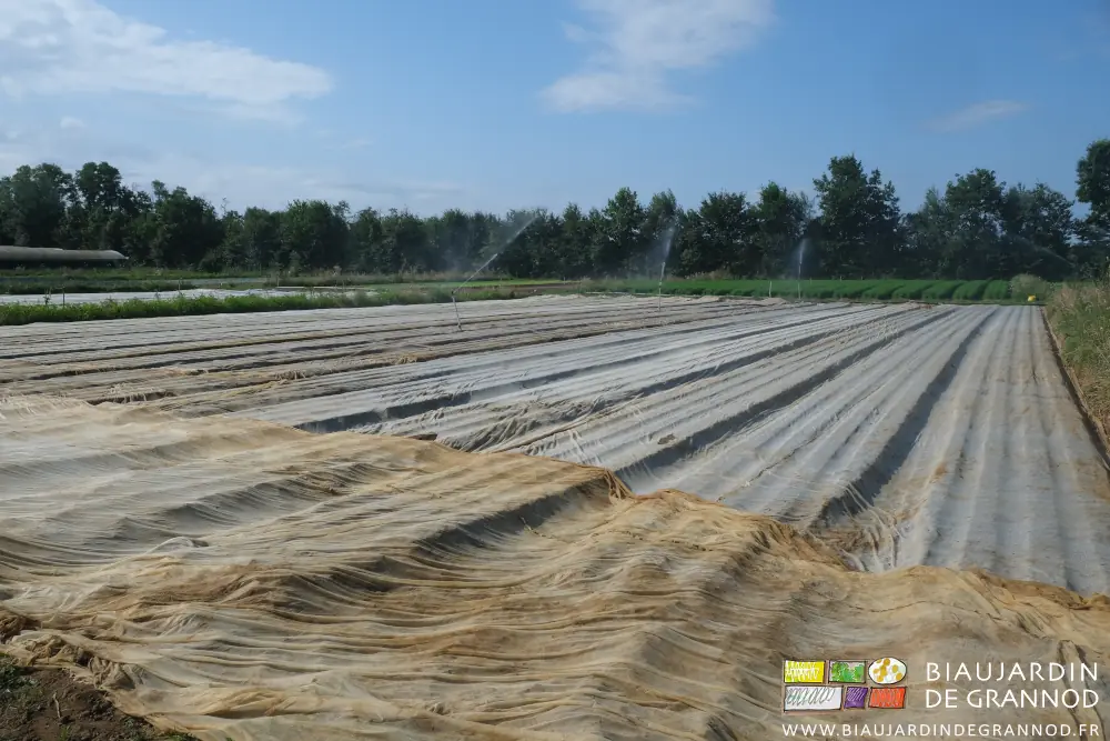 photo d'un carré de navet en cours d'arrosage et couverts de filets tissés