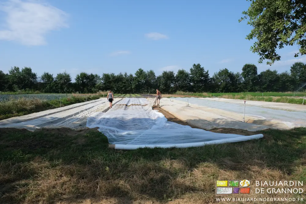 photo de Gabrielle et Vivien qui déroulent les filets de protection sur les planches de navet et radis