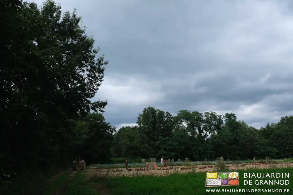 Photo de l’équipe dans le carré d’oignon sur fond de bocage sous un ciel devenant bien noir