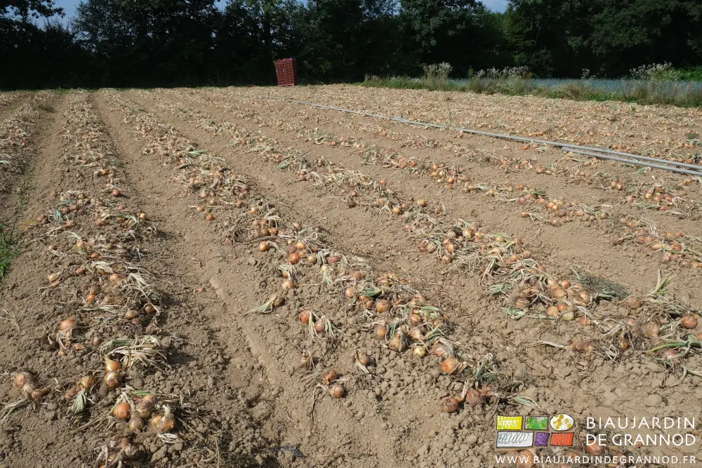 Photo des oignons jaunes arrachés qui sèchent au sol sur les planches permanentes