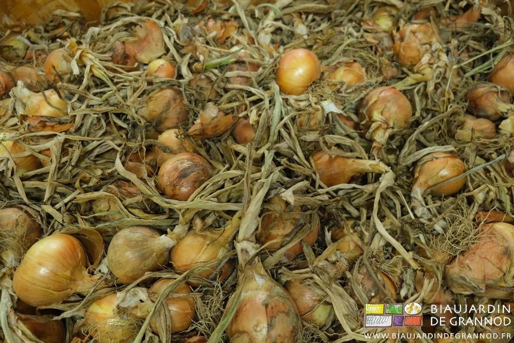 photo des oignons en vrac dont les tiges et feuilles se déssèchent