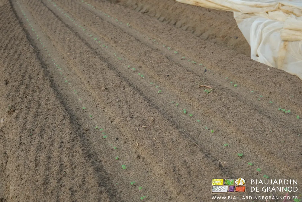 Photo proche des navets juste levés