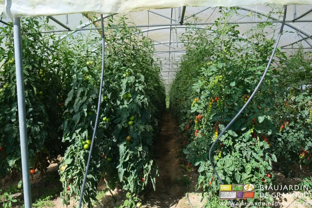 photo des tunnels de tomate en cours de récolte