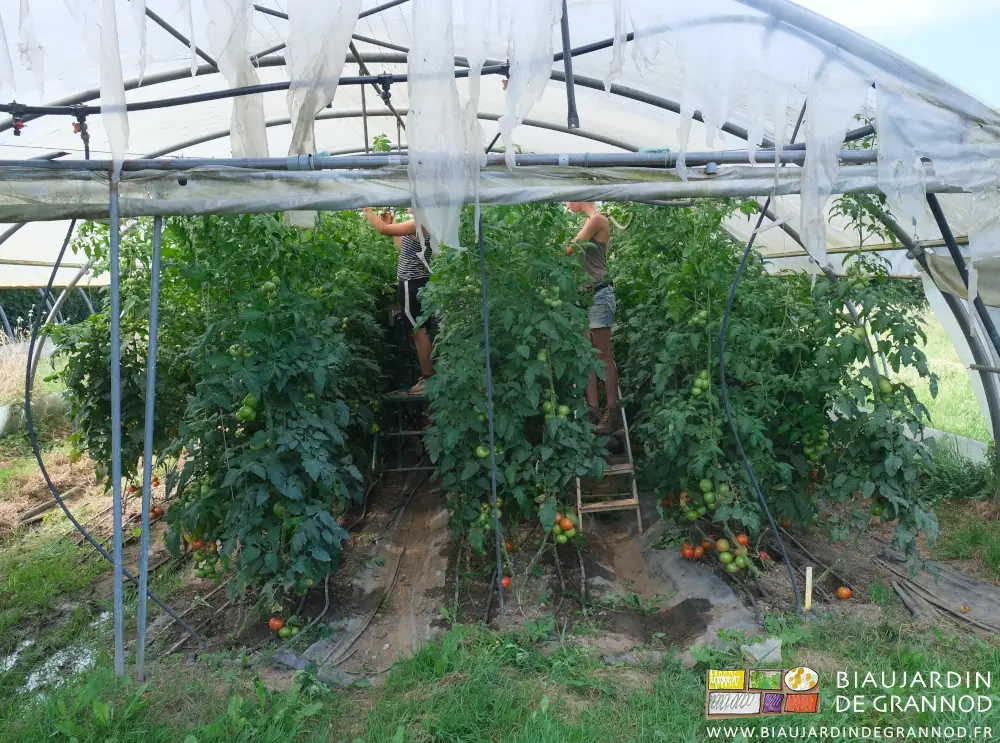 photo de 2 Biaux jardinières sur escabeau pour tailler le haut des tomates