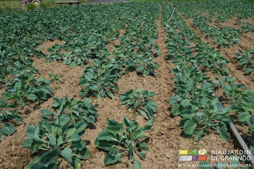 photo de la terre binée légèrement motteuse dans le carré de Bruxelles