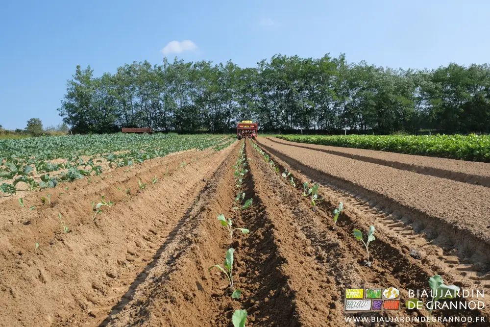 photo en alignement des rangs de chou-fleur longs de 80 mètres