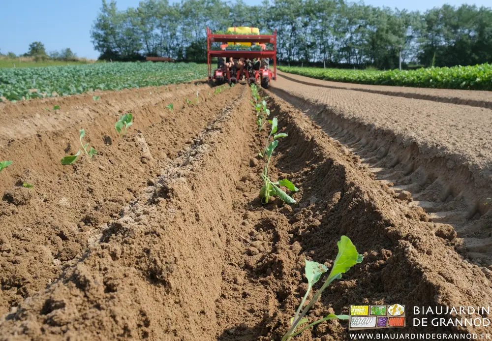 photo en perspective des plants de chou-fleur en place dans leur sillon