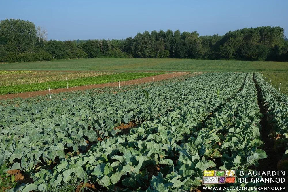photo du carré de chou-fleur après binage mécanique