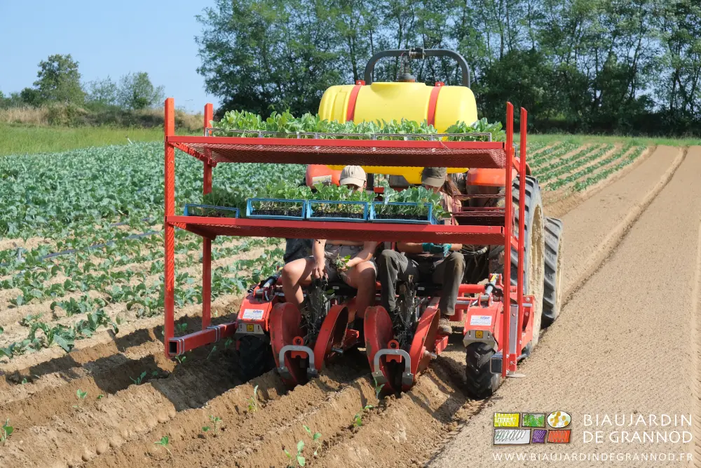 photo de la plantation méca,nique de chou-fleur