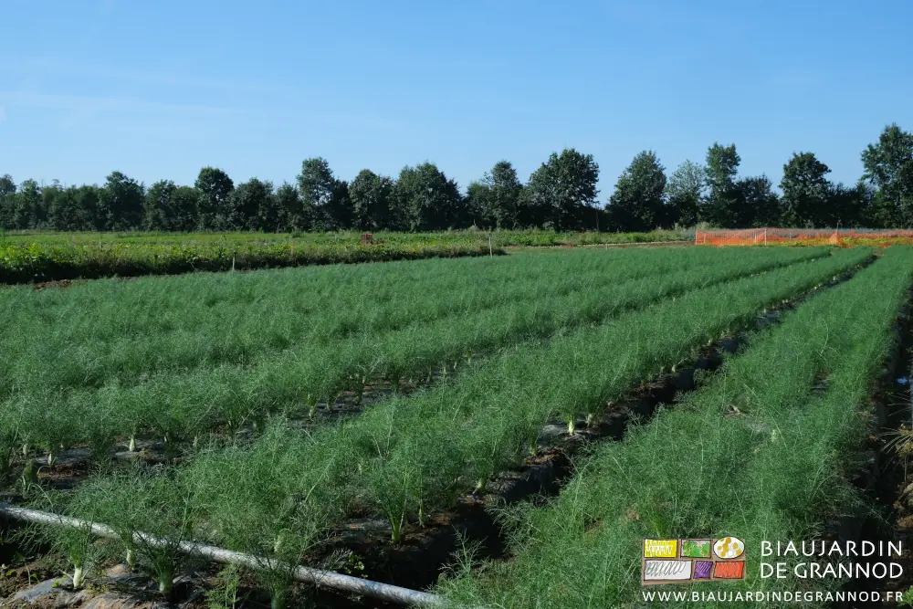 photo au soleil d'une joli carré de fenouil devant une de nos haies bocagères
