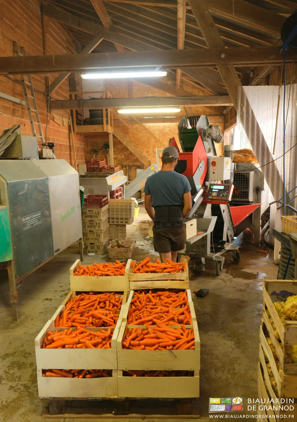 photo de Matthieu travaillant à la peseuse pondérale pour des caisses de poids égal