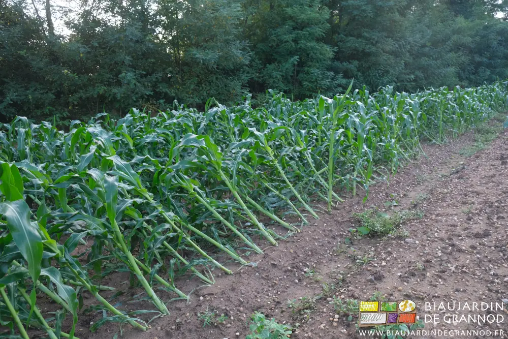 photo des rangs de maïs doux couchés par l'orage
