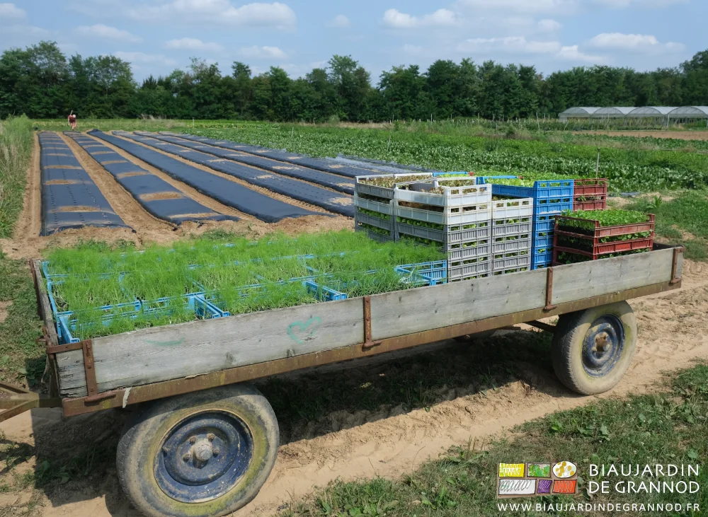 photo du plateau chargé de nombreuses caisses de plants en mottes