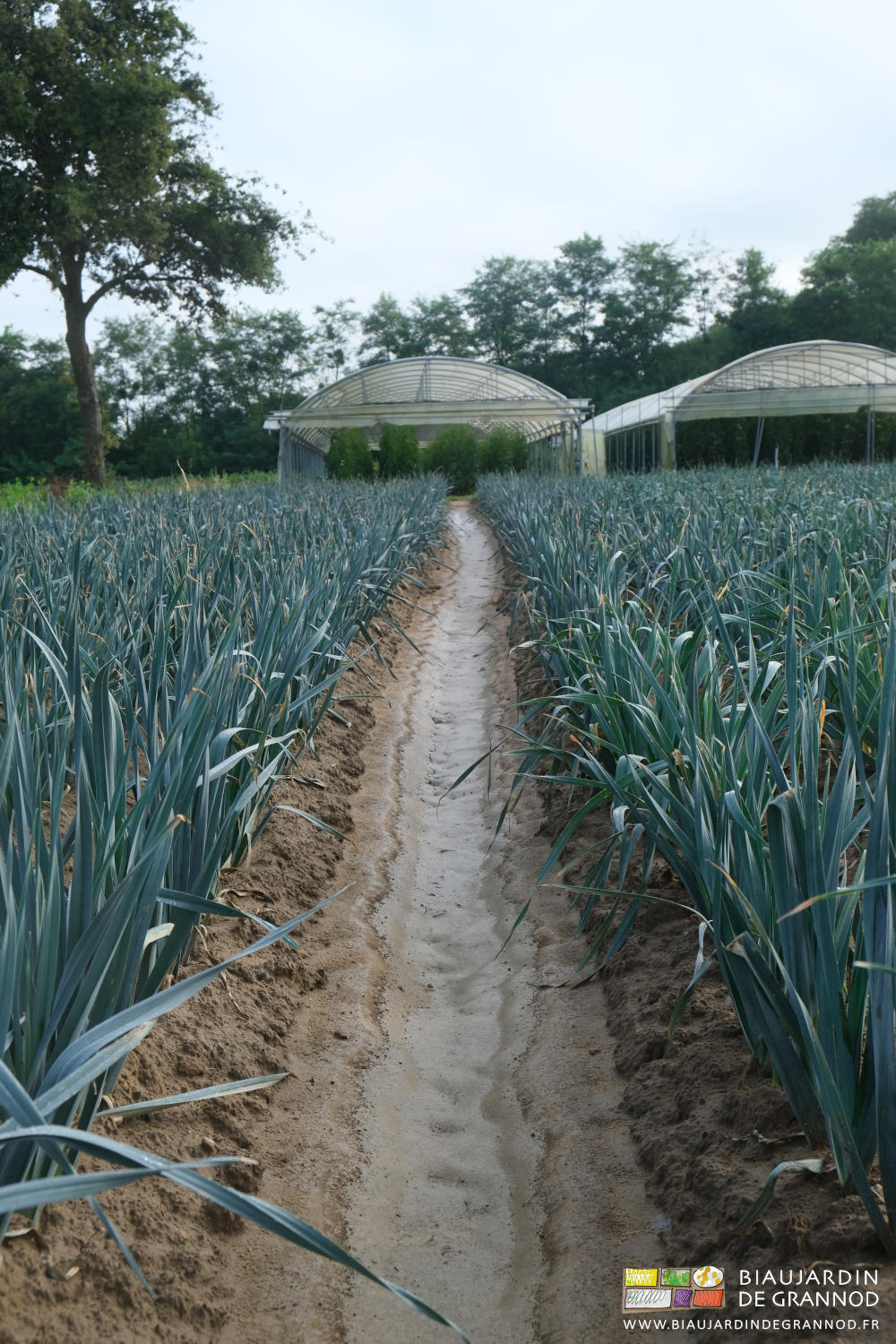 photo de la boue limoneuse dans le carré de poireau