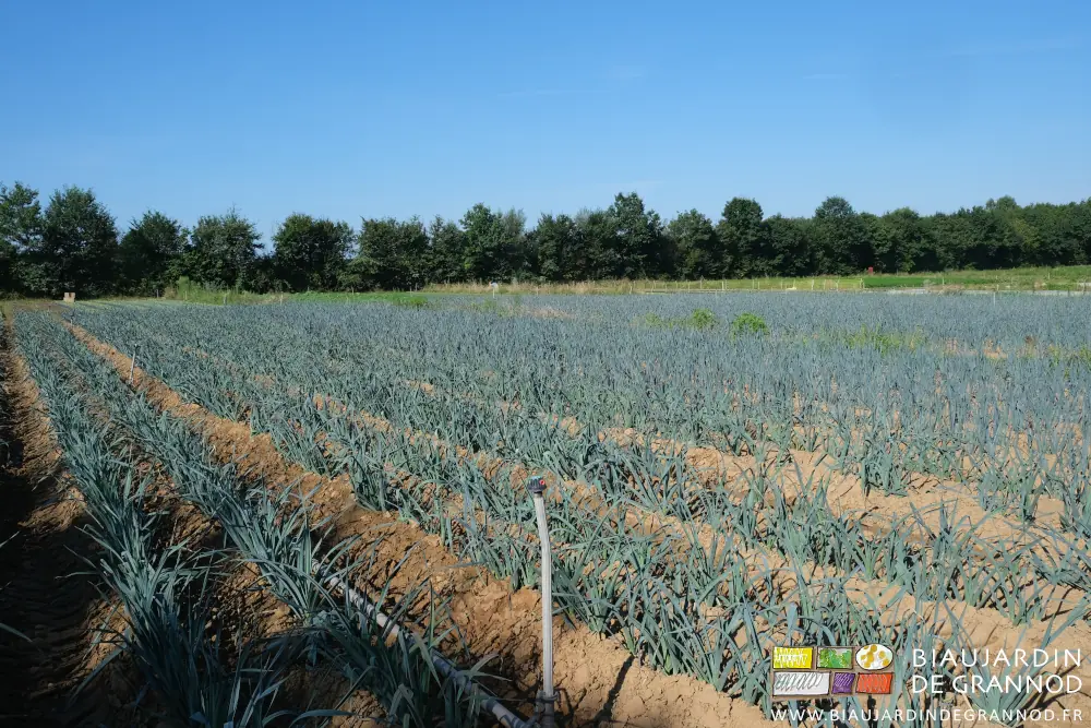 Photo ensoleillée d’un carré de poireau sans adventice après un buttage
