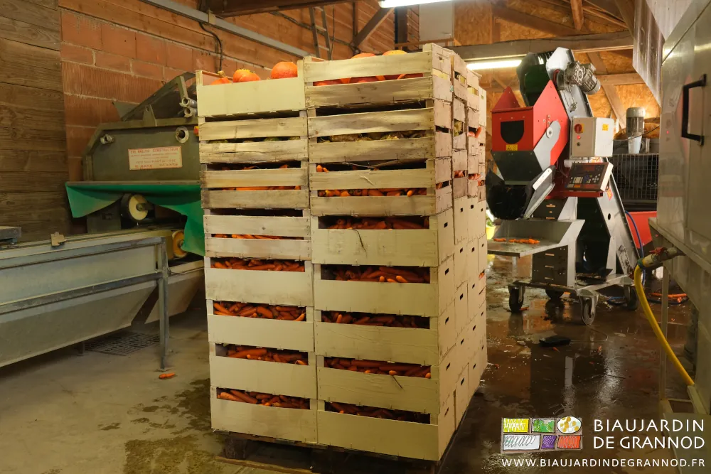 photo d'une palette de potimaron, céleri-rave et carotte 