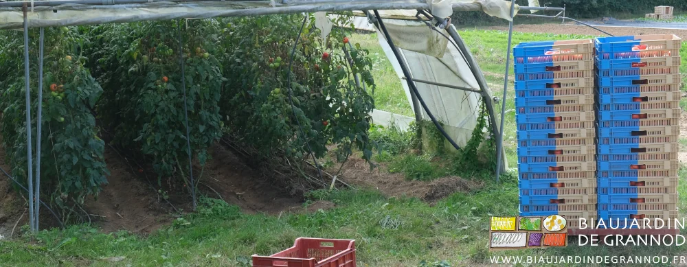 photo d'une palette de cagettes de tomates au bout d'un tunnel