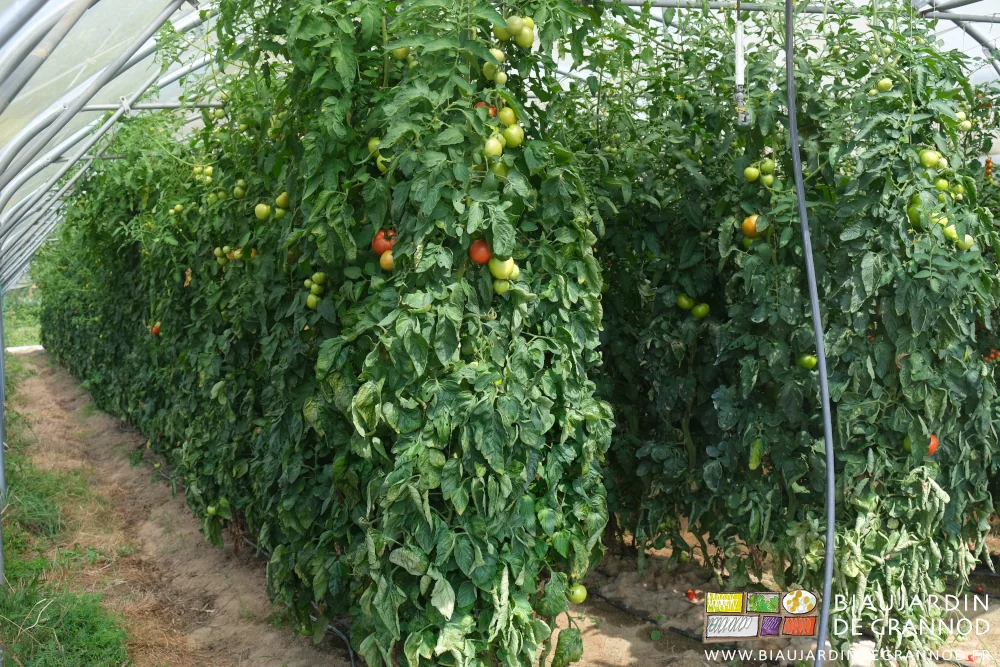 photo d'un tunnel de tomates aux feuilles saines