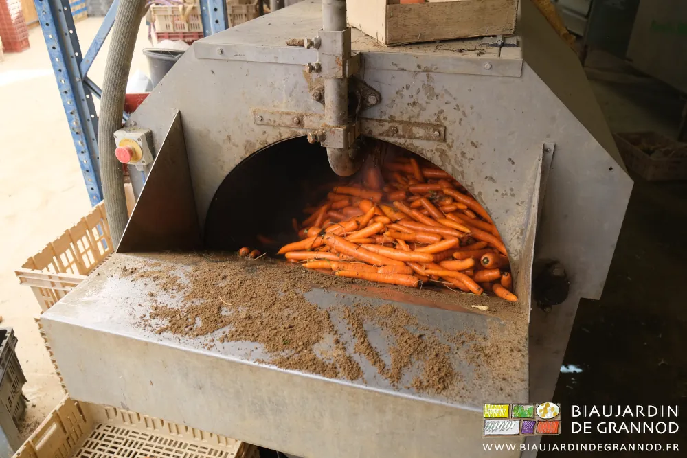 photo de la laveuse à tambour remplie de carotte nantaise