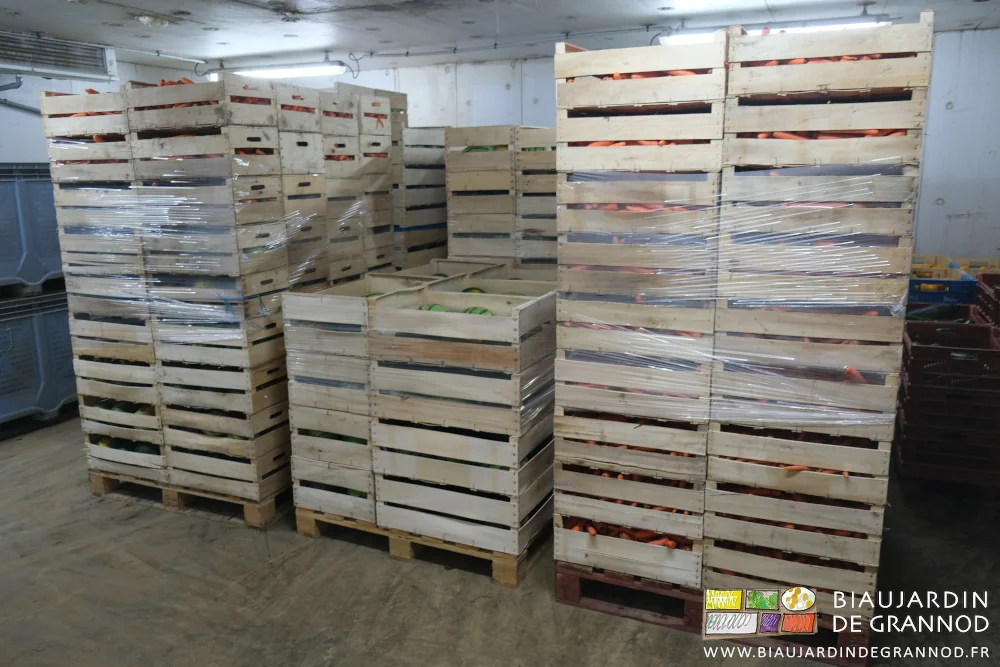 photo de plusieurs palettes de carotte et pastèque