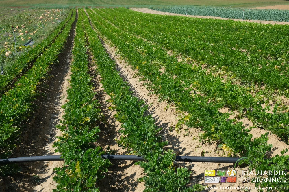 photo en perspective des rangs de céleri buttés sur leur planche permanente