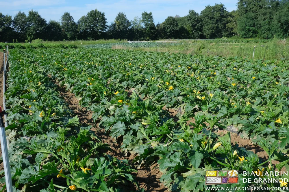photo d'un carré de courgette en pleine floraison