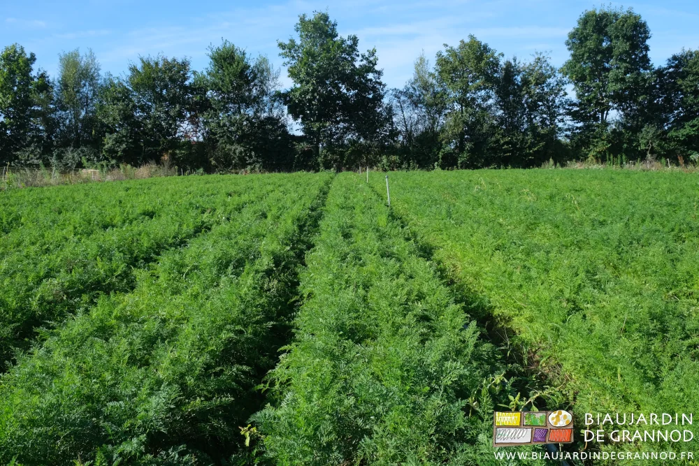 photo d'un carré de carotte sur fond de haie bocagère