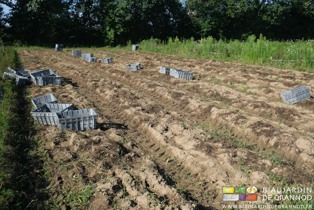 photo de 8 planches de carotte arrachées