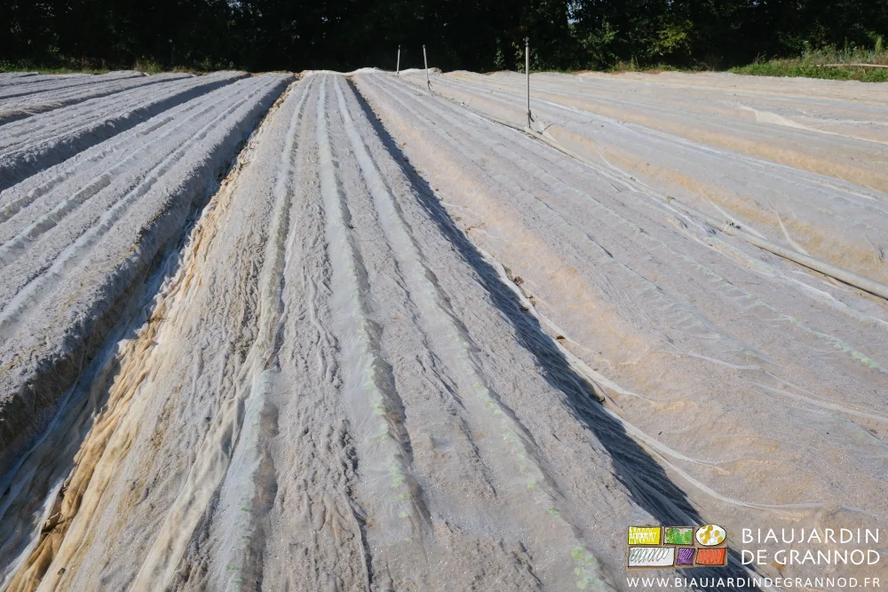photo en perspective des planches de radis semés en trois rangs et protégés d'un filet blanc