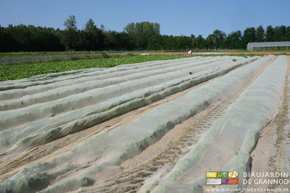 photo de désherbage manuel en cours dans un carré de navet pour partie ouvert d'un voile