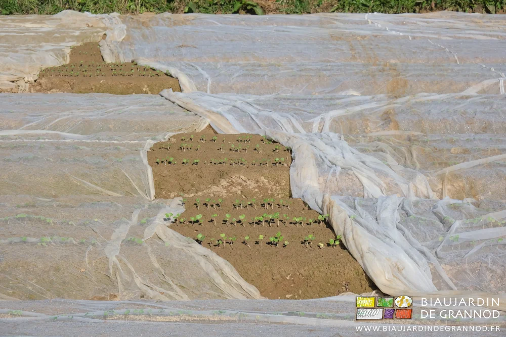 photo proche des plantules de radis régulièrement réparties à bonne densité