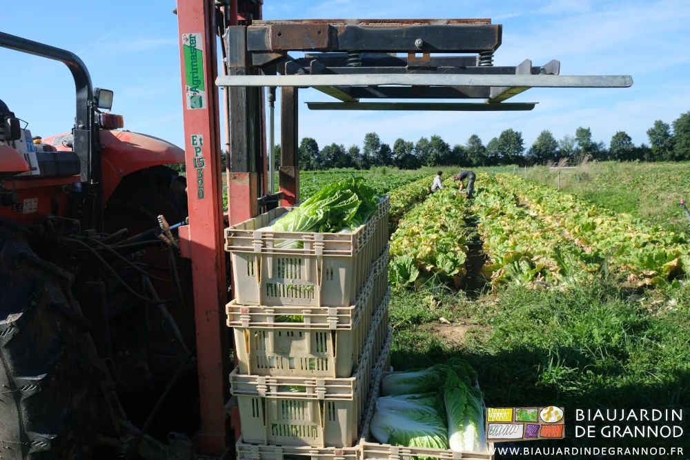 photo des piles de cagettes sur palette